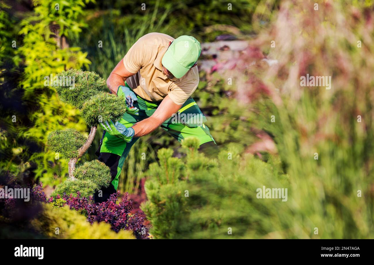 Entretien du jardin d'arrière-cour effectué par le jardinier caucasien. Coupe d'arbres à l'aide de cisailles à Pruning. Banque D'Images