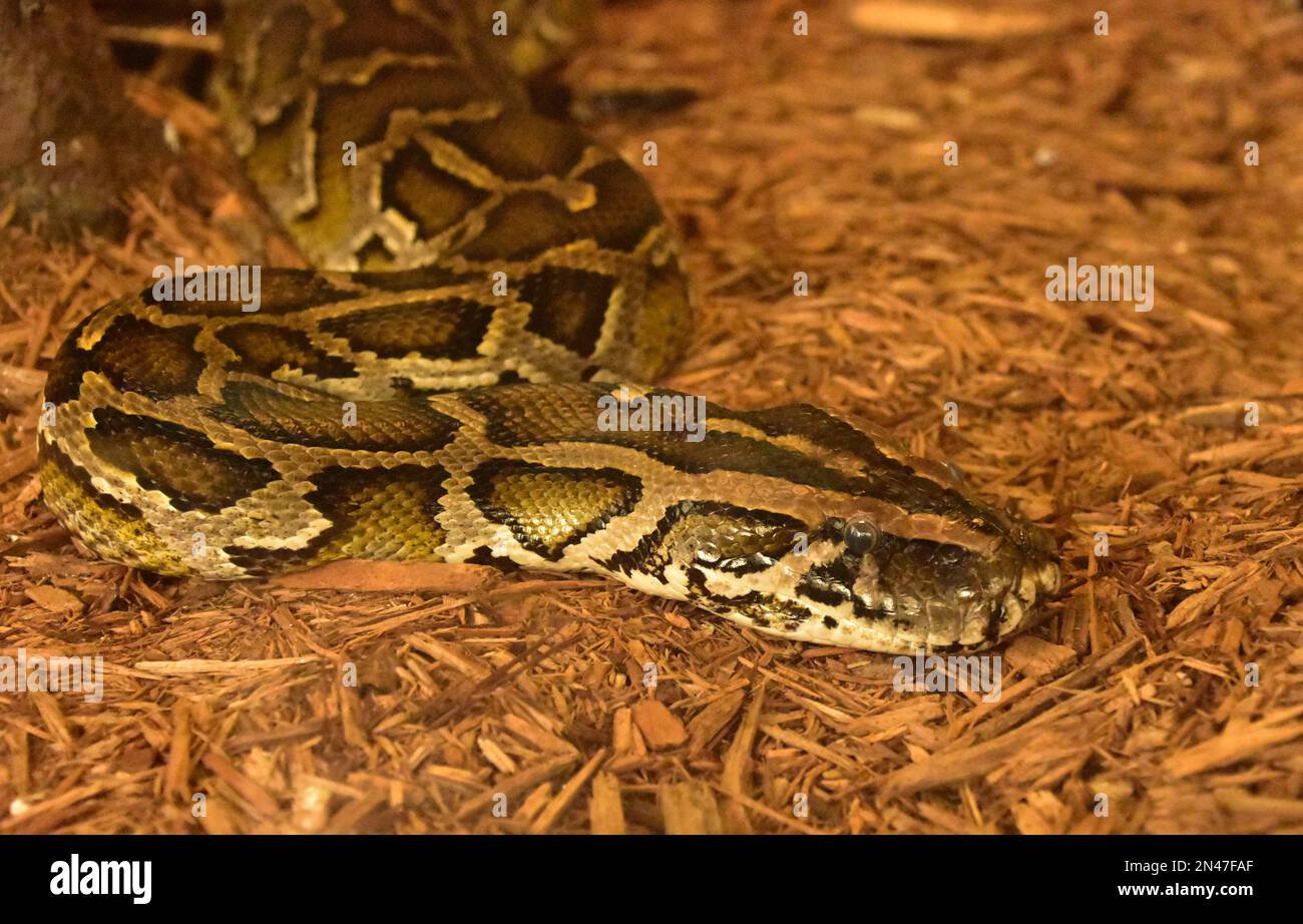Gros plan avec un serpent python birman dans des copeaux de bois de cèdre rouge. Banque D'Images