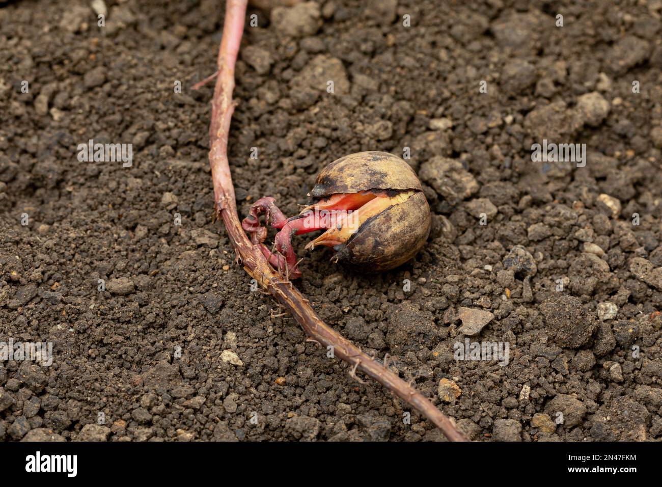 Gros plan de la germination des graines d'corne. Nature, jardinage et arboriculture Banque D'Images