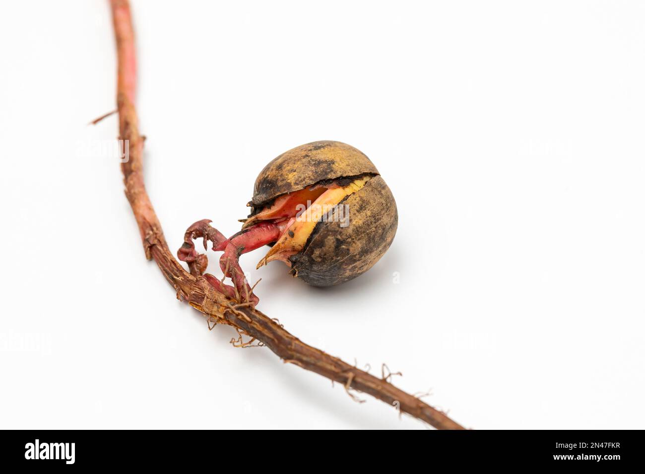 Gros plan de la germination des graines d'corne. Nature, jardinage et arboriculture Banque D'Images