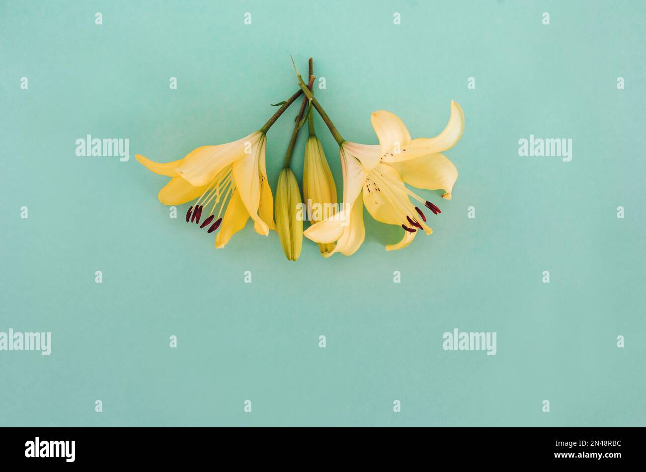 Fleur de nénuphars jaune dans la main de l'homme sur le fond de couleur. Copier l'espace. Vue de dessus Banque D'Images