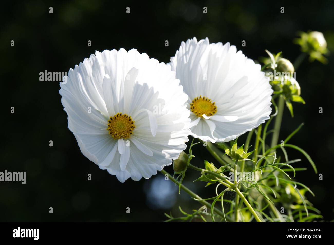 COSMOS bipinnatus 'Cupcakes White' fleurit sur fond sombre jardin britannique septembre Banque D'Images