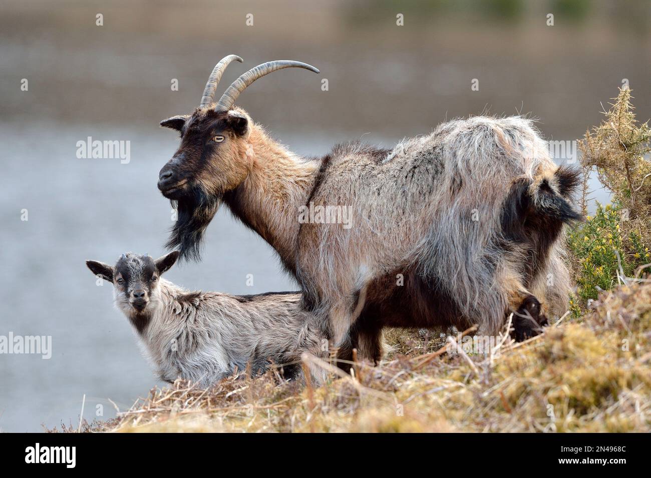 Feral Goat (Capra hircus) femme / nounou avec gamin, Glen Strathfarrar, Inverness-shire, Écosse, avril 2018 Banque D'Images