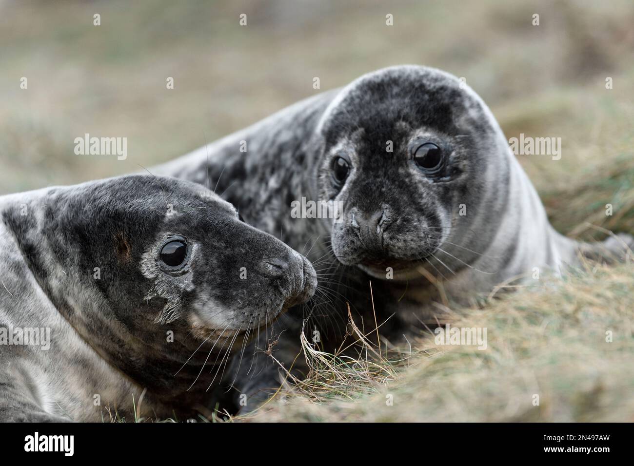 Phoques gris (Halichoerus grypus) petits au-dessus de la haute tideline, réserve naturelle nationale de St Abbs Head, réserve de la National Trust for Scotland, Écosse Banque D'Images