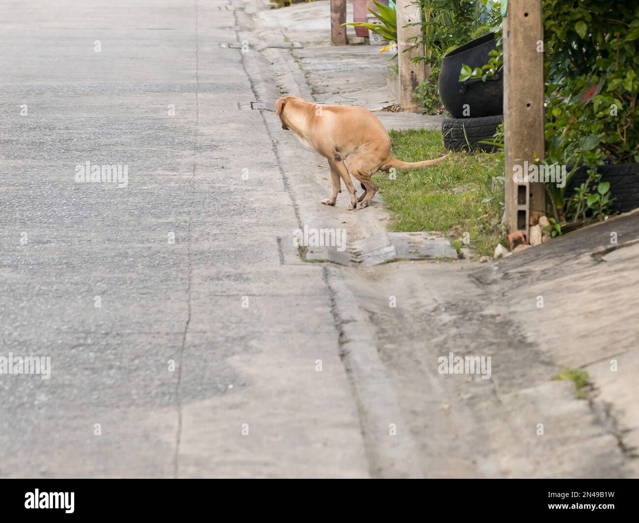 Un chien d'Aspin potant sur le trottoir sur l'asphalte Banque D'Images