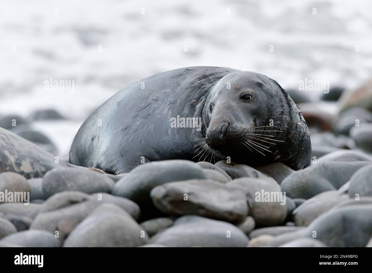 Taureau du phoque gris (Halichoerus grypus) au bord de l'eau, réserve naturelle nationale de St Abbs Head, St Abbs Head, Sud-est de l'Écosse, novembre 2017 Banque D'Images