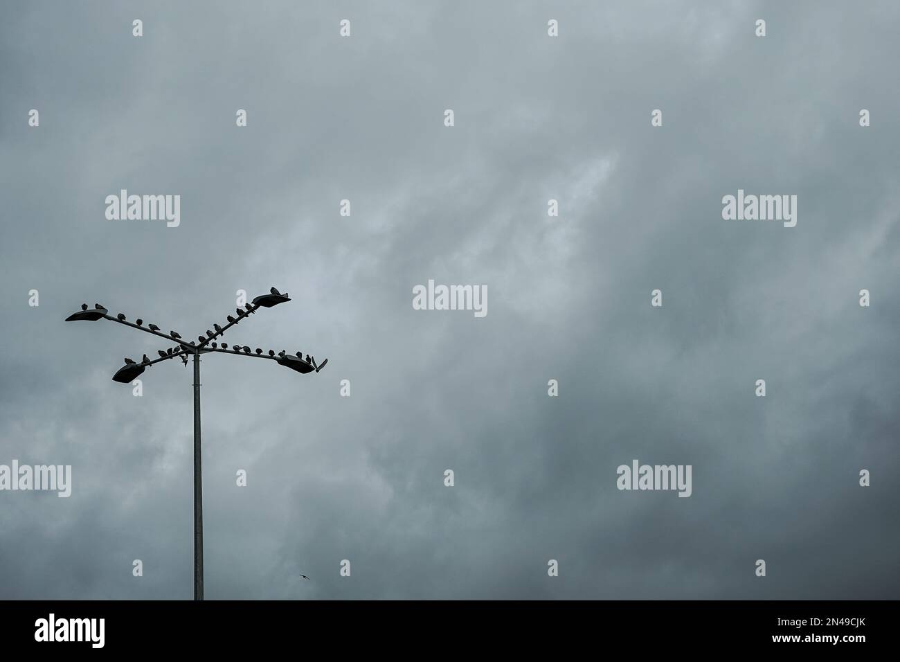Les oiseaux nichent sur un grand poteau lumineux sous de lourds nuages d'hiver Banque D'Images