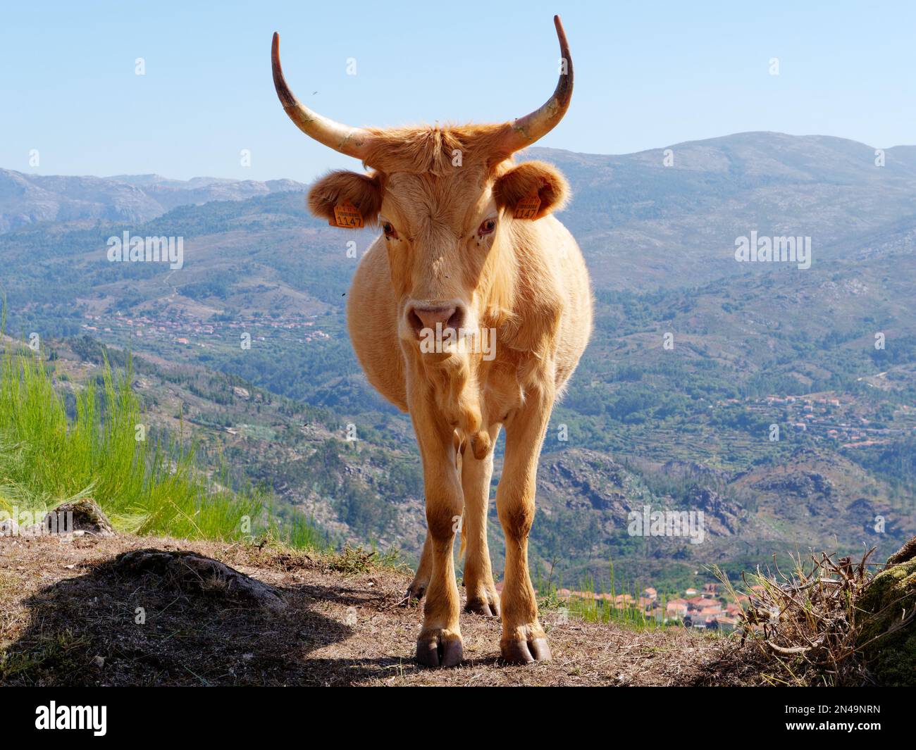 Portrait d'une vache beige à côté de la route. Bétail avec une vallée en arrière-plan. Animaux. Banque D'Images