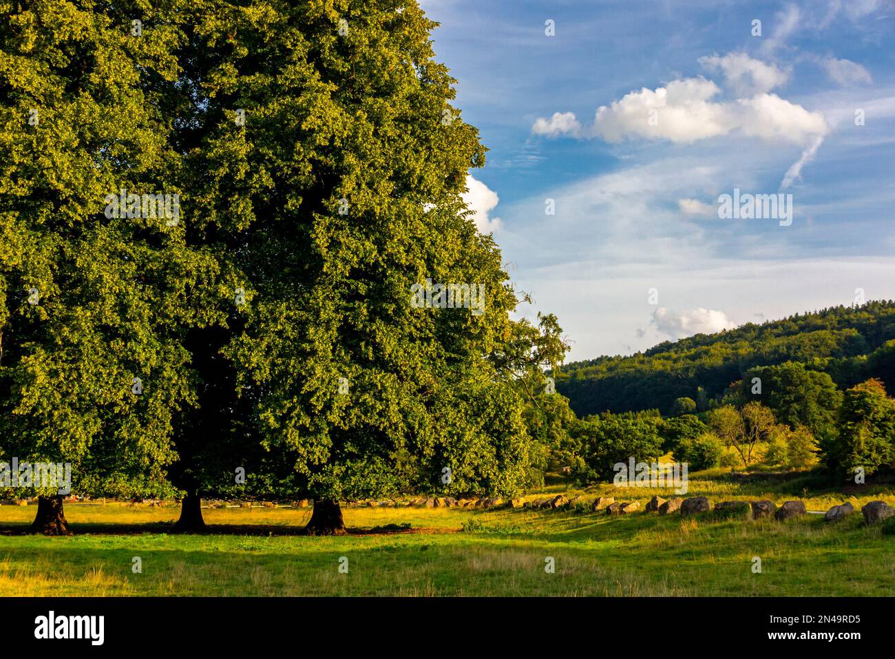 Paysage avec arbres en été à Cromford Meadows dans la Derwent Valley Derbyshire Dales Peak District Angleterre Royaume-Uni. Banque D'Images