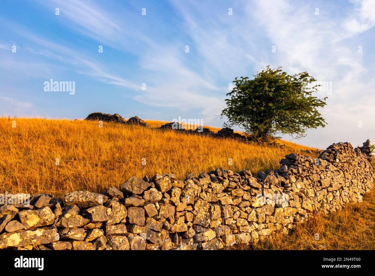 Mur de pierre de Drystone et arbres à Middleton Moor près de Wirksworth À la piste de High Peak dans le Derbyshire Dales Peak District Angleterre Royaume-Uni Banque D'Images