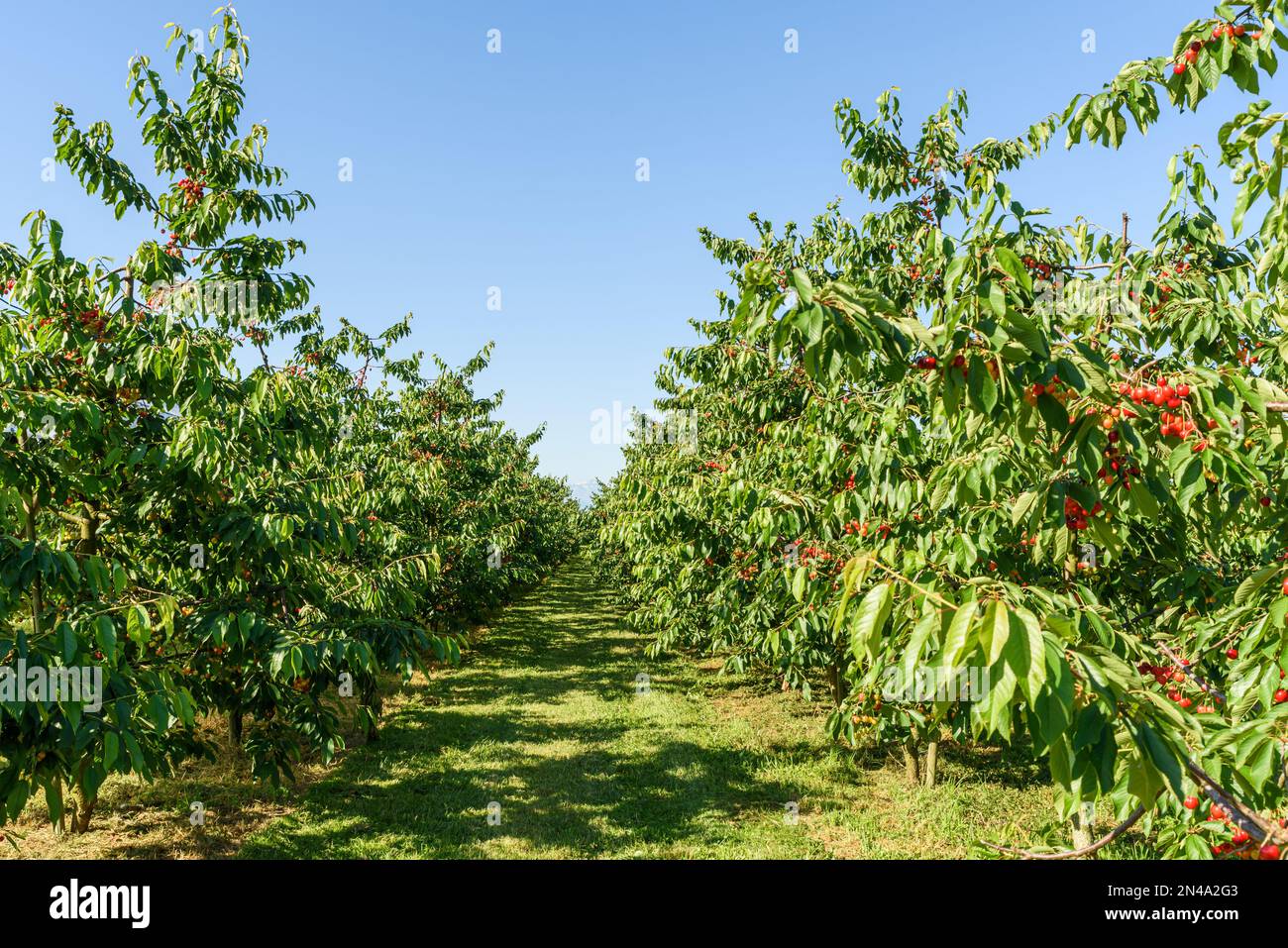 Verger de cerisier, rangées d'arbres mûrs, cerises douces, Kressbronn, Lac de Constance, Bade-Wurtemberg, Allemagne Banque D'Images