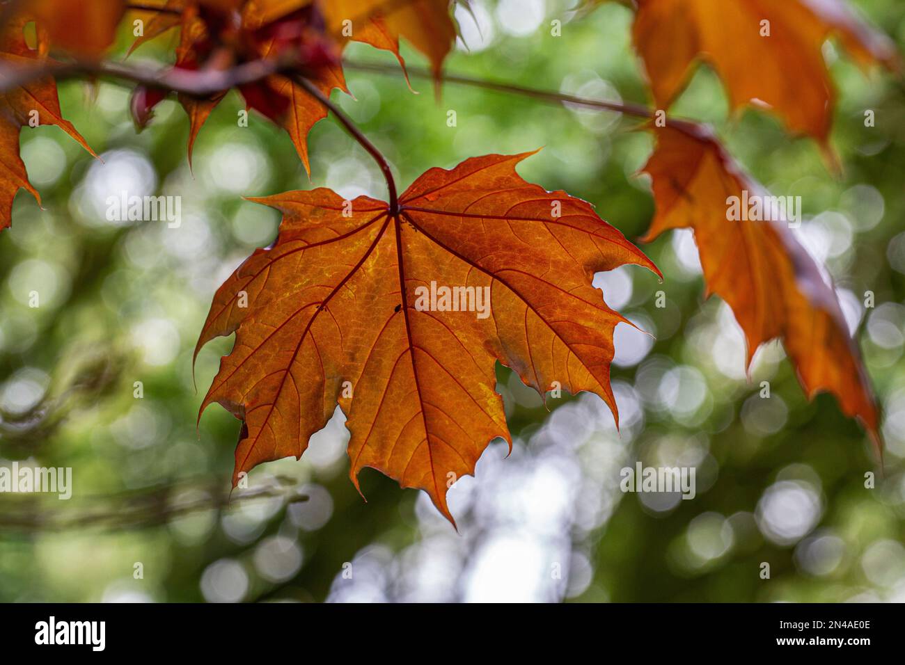 Feuille de sycomore Banque D'Images