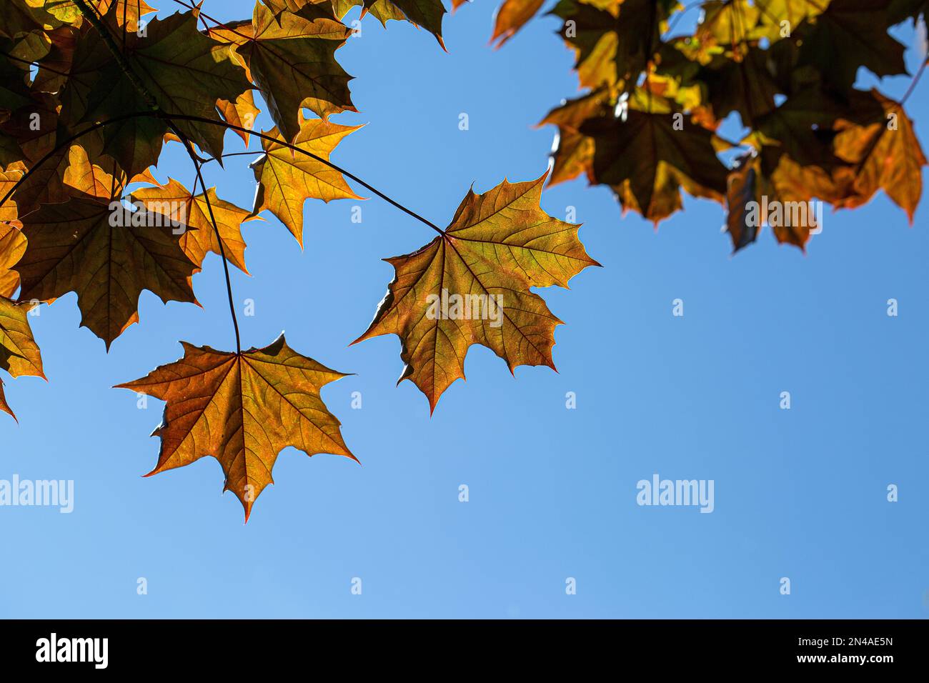 Feuille de sycomore Banque D'Images