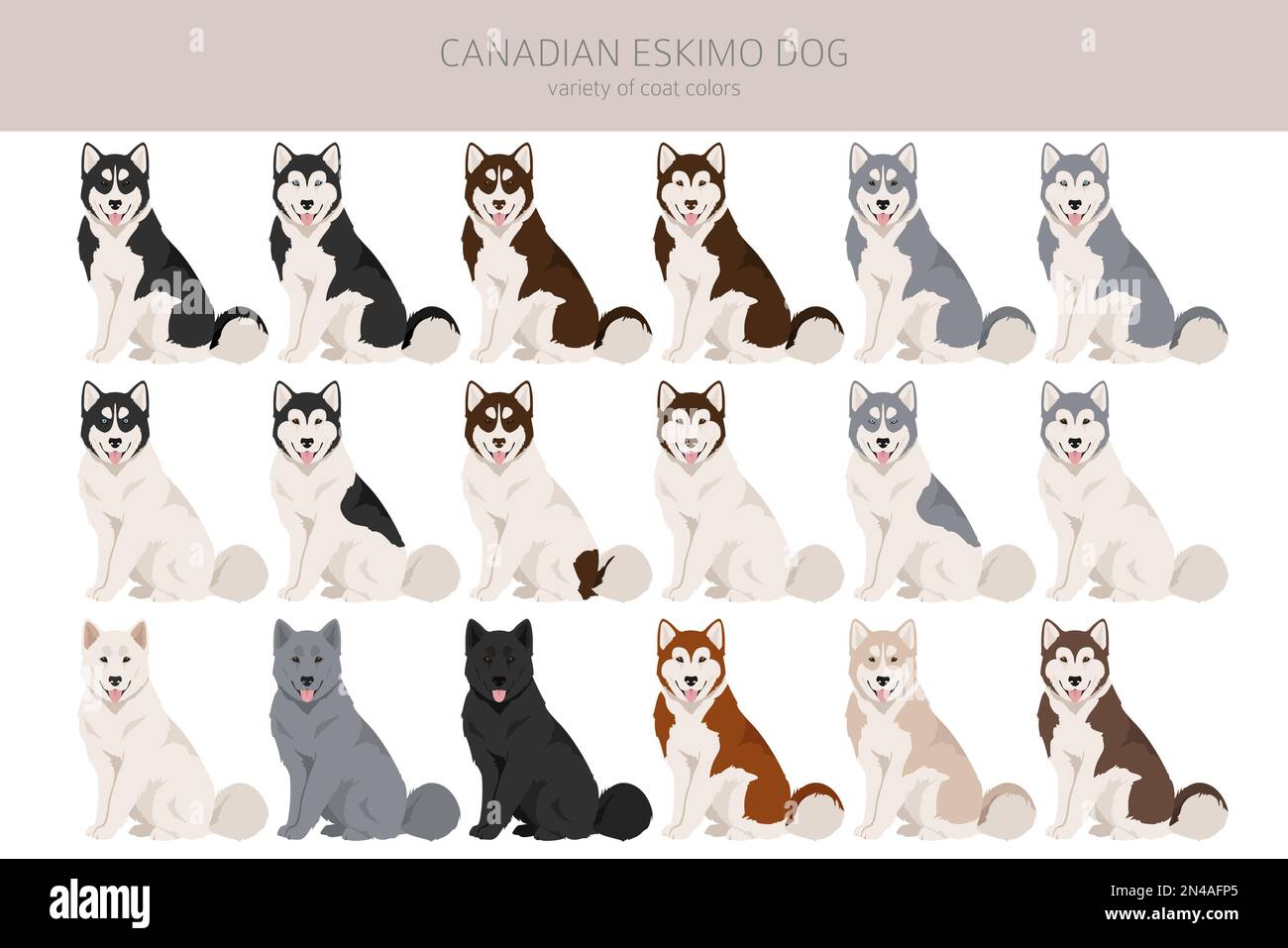 Falaise de chien esquimau canadien. Différentes poses, ensemble de couleurs de pelage. Illustration vectorielle Illustration de Vecteur