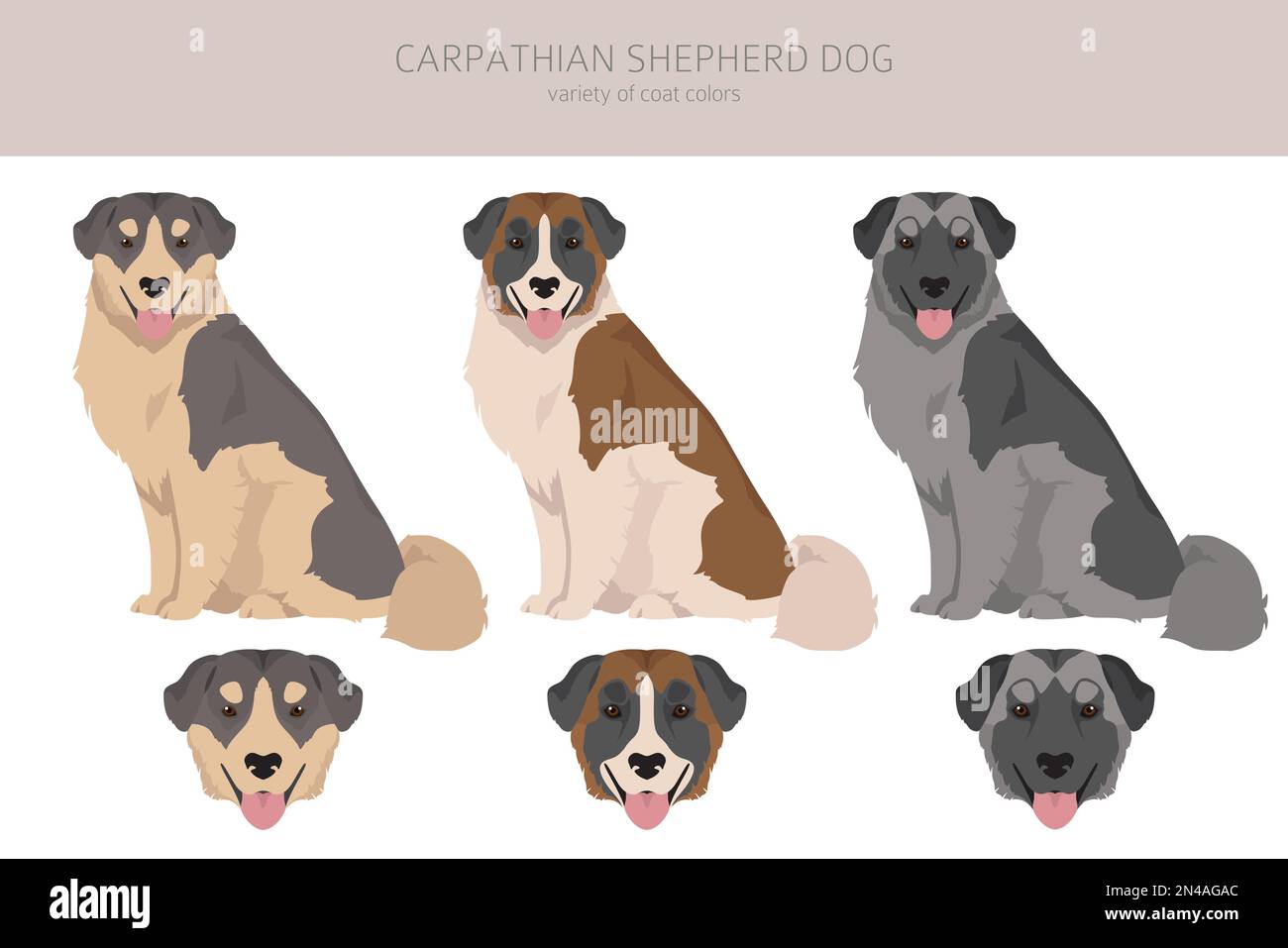 Chien berger carpalien clipart. Différentes poses, ensemble de couleurs de pelage. Illustration vectorielle Illustration de Vecteur