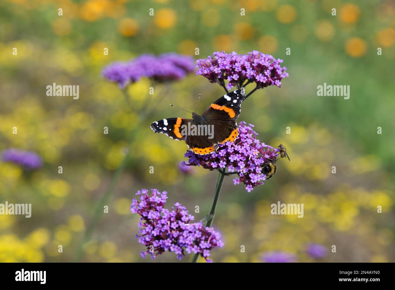 Papillon de l'amiral rouge Vanessa atalanta sur les fleurs de verbena bonariensis Royaume-Uni jardin septembre Banque D'Images