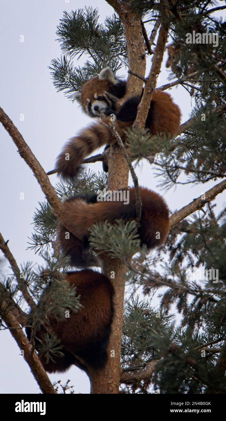 Red Pandas Calgary Zoo Alberta Banque D'Images