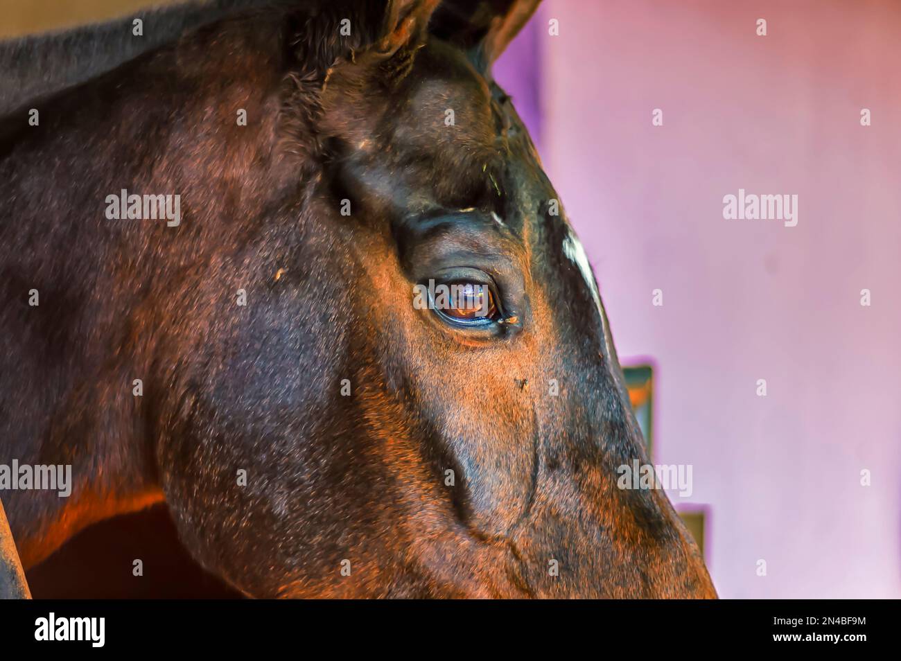 La tête d'un cheval brun avec une mane Photo Stock - Alamy