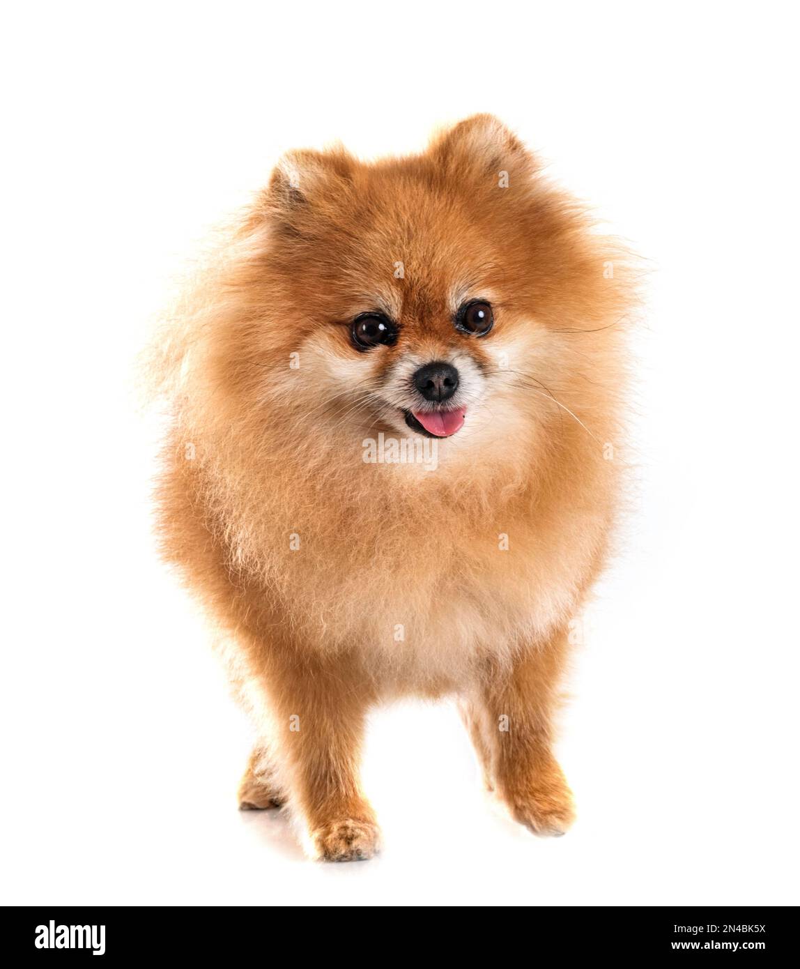 pomeranian senior devant un fond blanc Banque D'Images