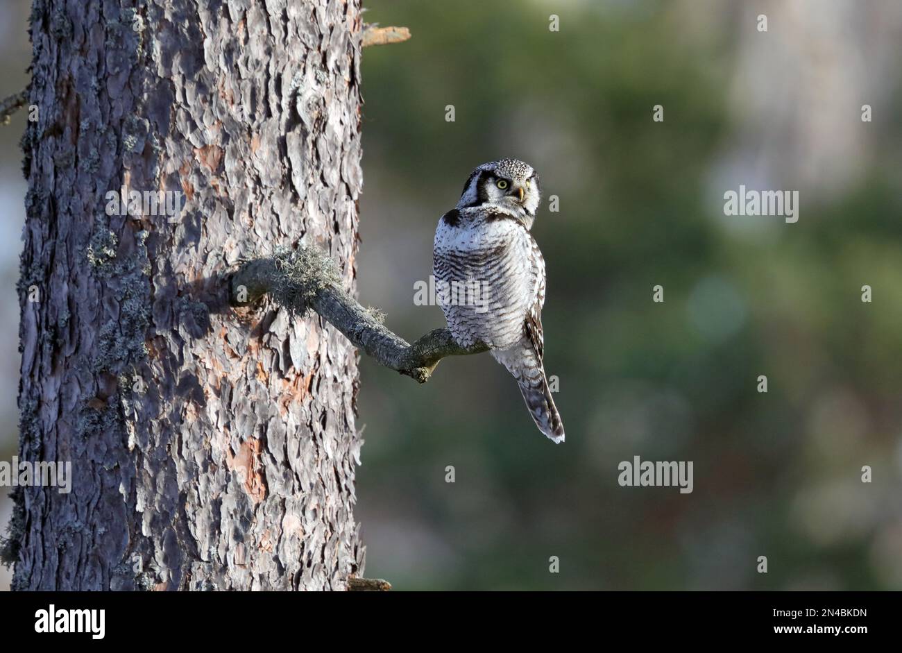 Hawk Owl, assis sur une branche de pin Banque D'Images