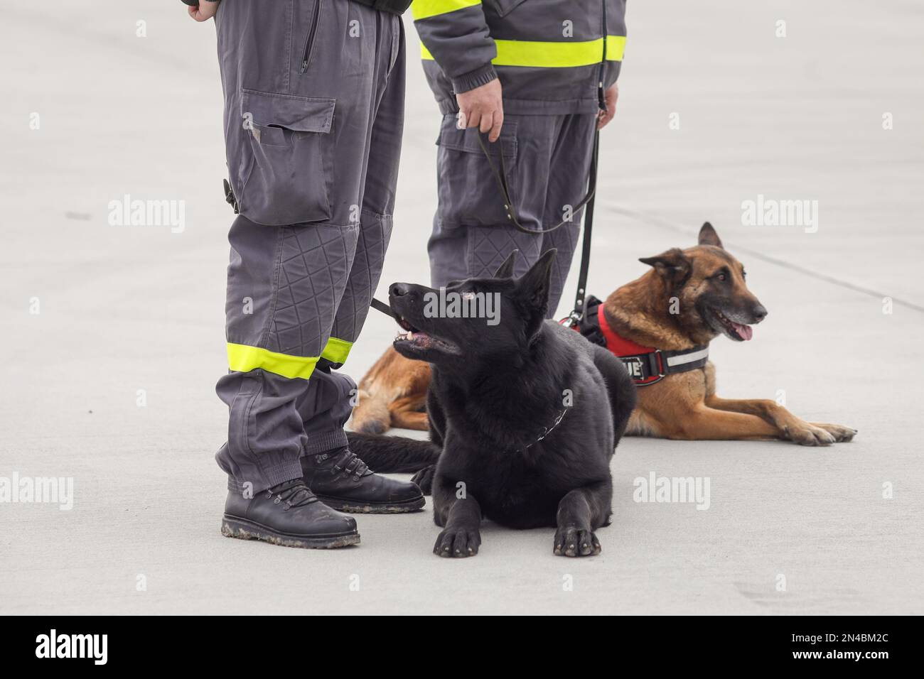 Des chiens de secours formés pour détecter les victimes de tremblements de terre et d'autres catastrophes près de son entraîneur. Banque D'Images