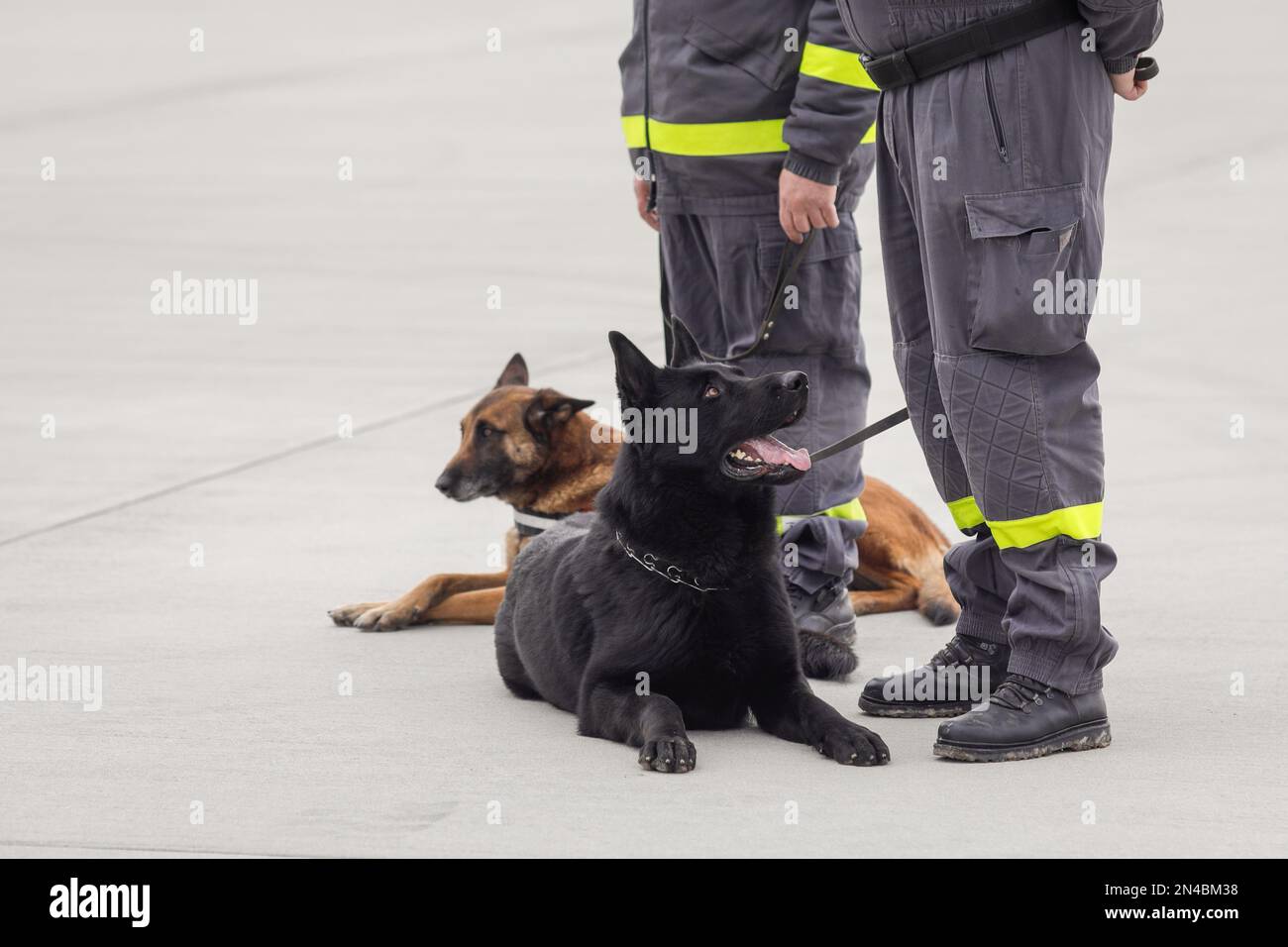 Des chiens de secours formés pour détecter les victimes de tremblements de terre et d'autres catastrophes près de son entraîneur. Banque D'Images