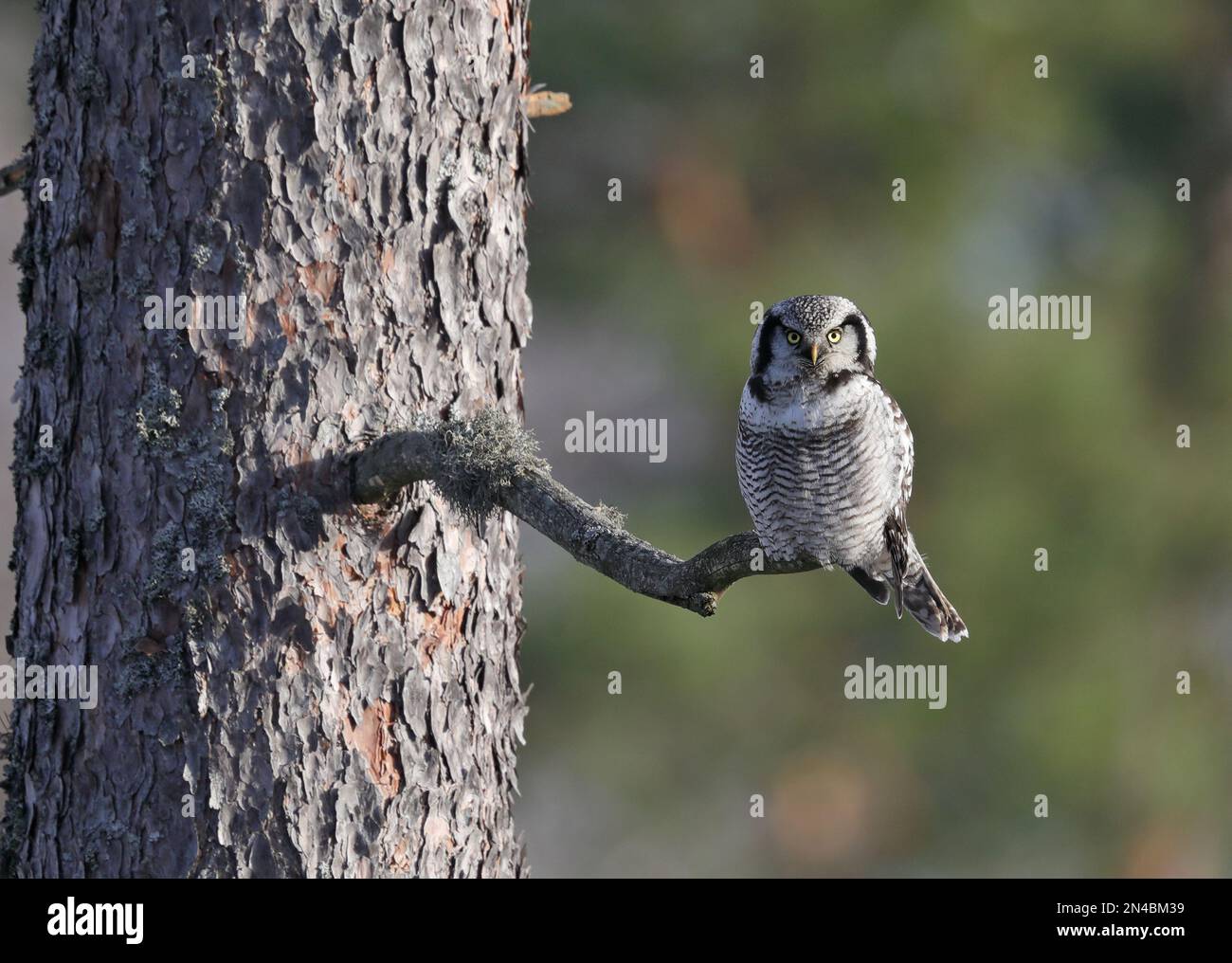 Hawk Owl, assis sur une branche de pin Banque D'Images