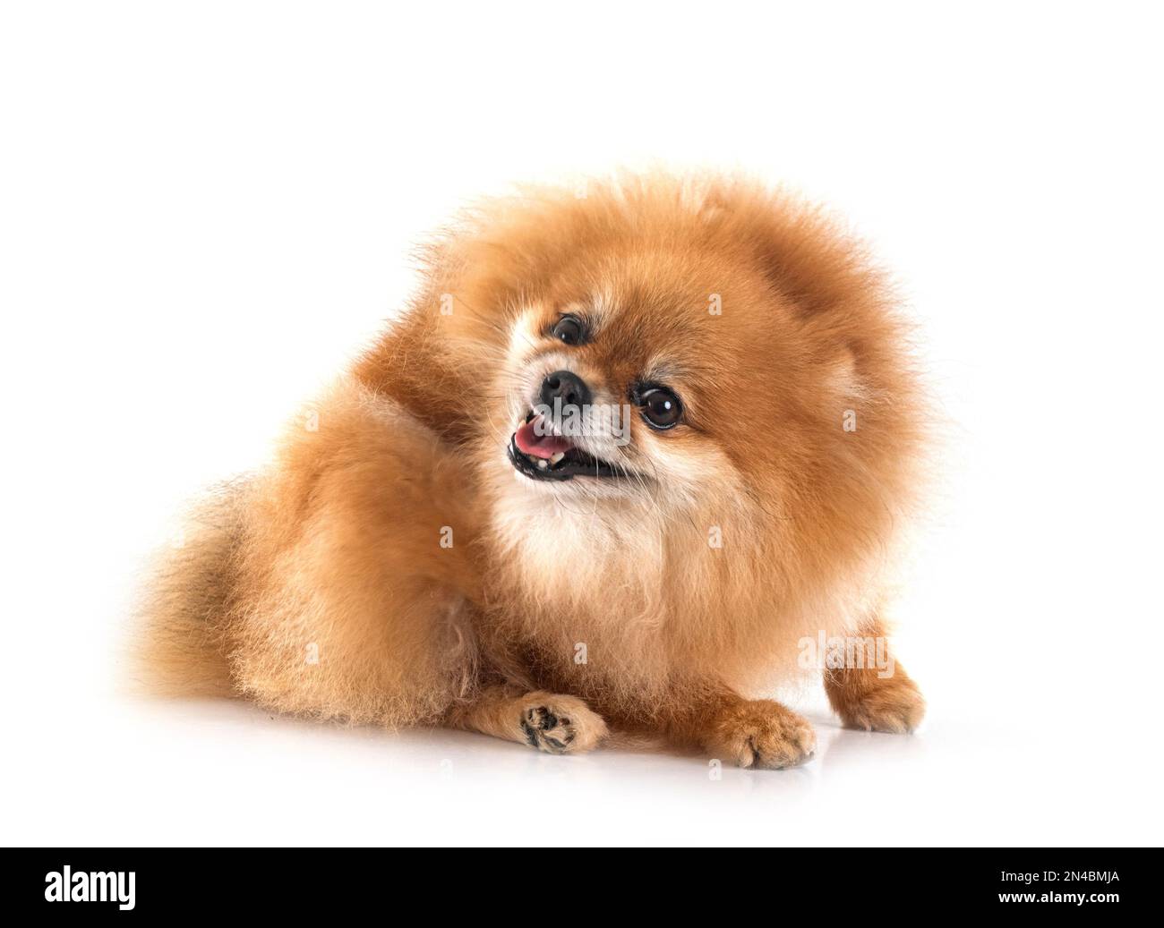 pomeranian senior devant un fond blanc Banque D'Images
