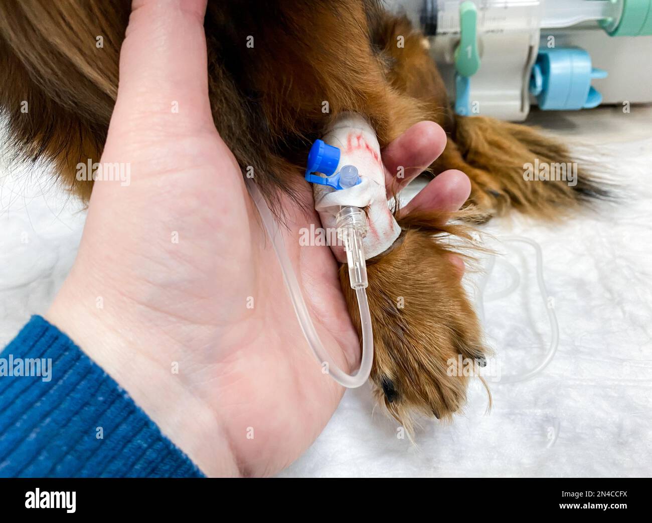 Gros plan de la main. qui tient la patte du chien - avec un compte-gouttes. Traitement dans une clinique vétérinaire. Banque D'Images