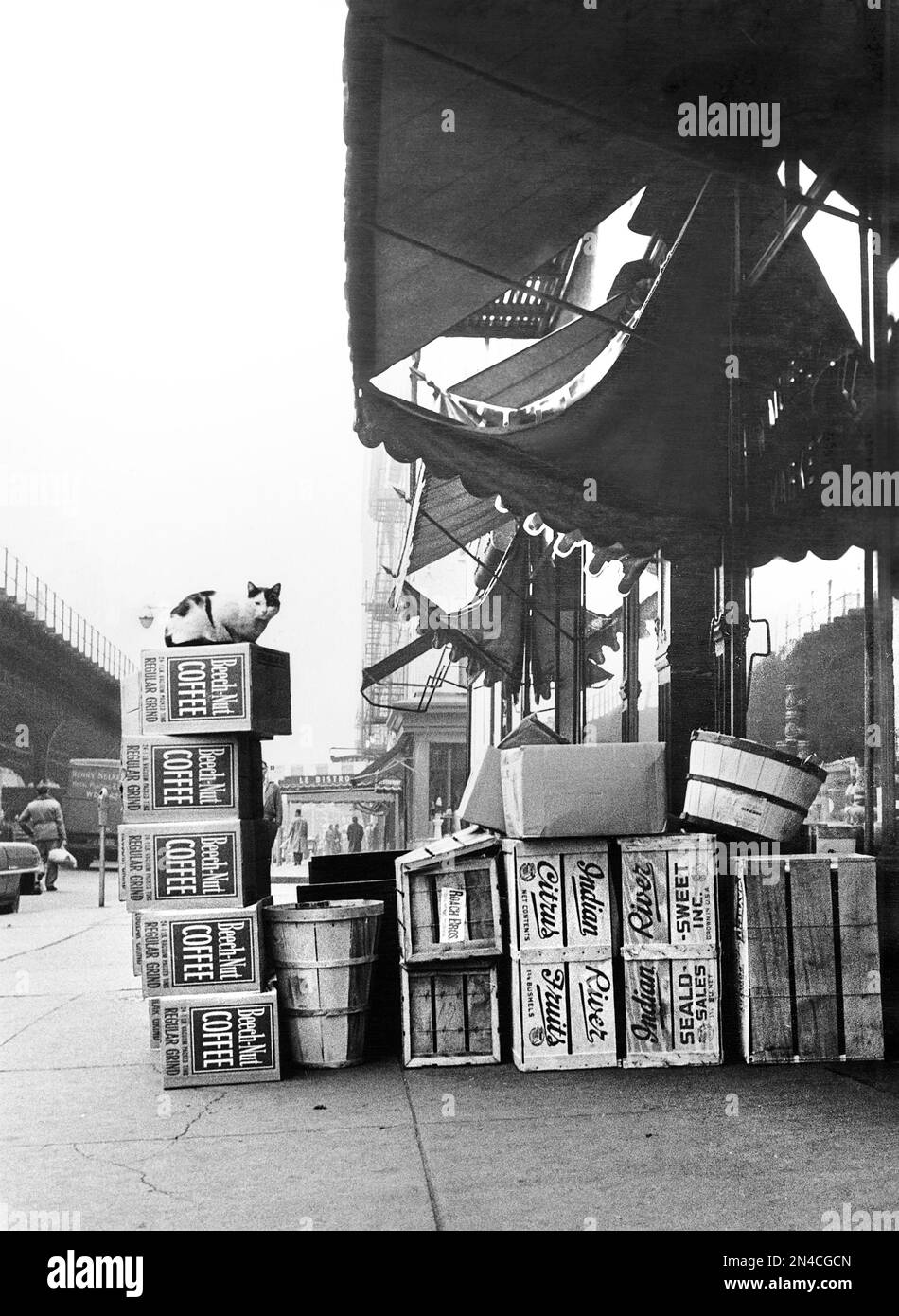 Chat assis au-dessus de boîtes de café de noix de hêtre, entre autres Crates sur le trottoir, New York, New York, États-Unis, Angelo Rizzuto, Collection Anthony Angel, avril 1955 Banque D'Images
