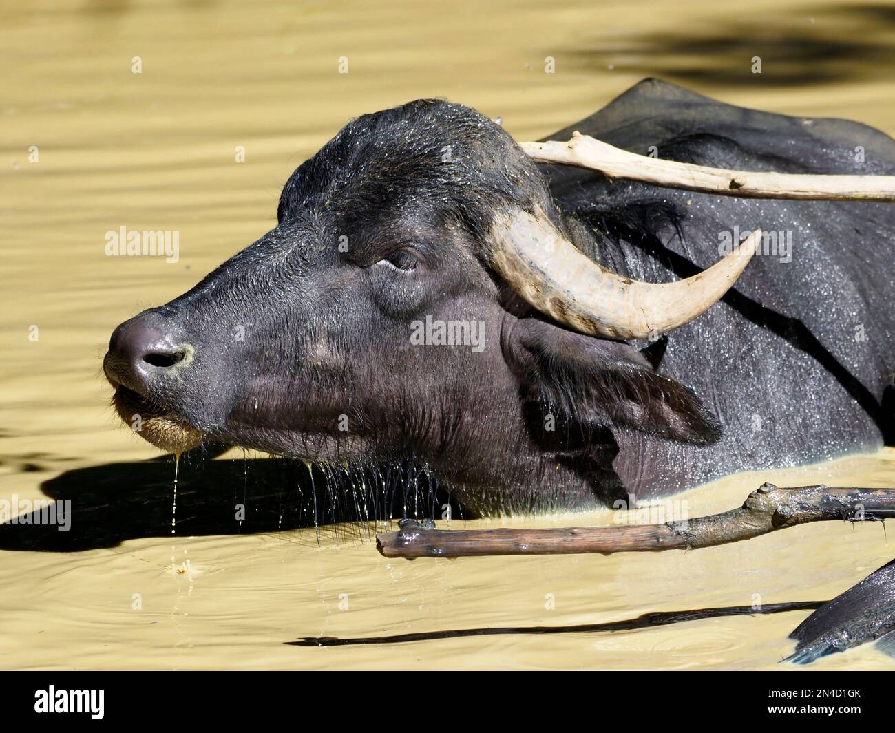 Gros plan buffle d'eau (Bubalus bubalis) nageant dans l'étang Banque D'Images