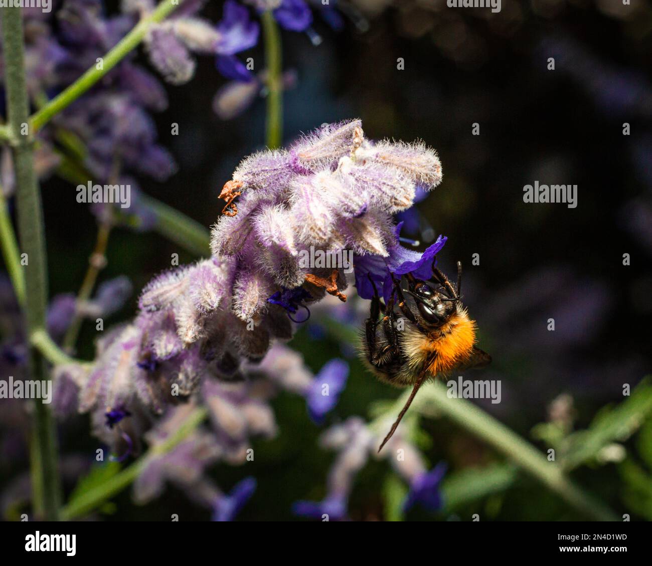 Un gros plan de Salvia yangii, sauge russe avec une abeille commune de carder. Banque D'Images