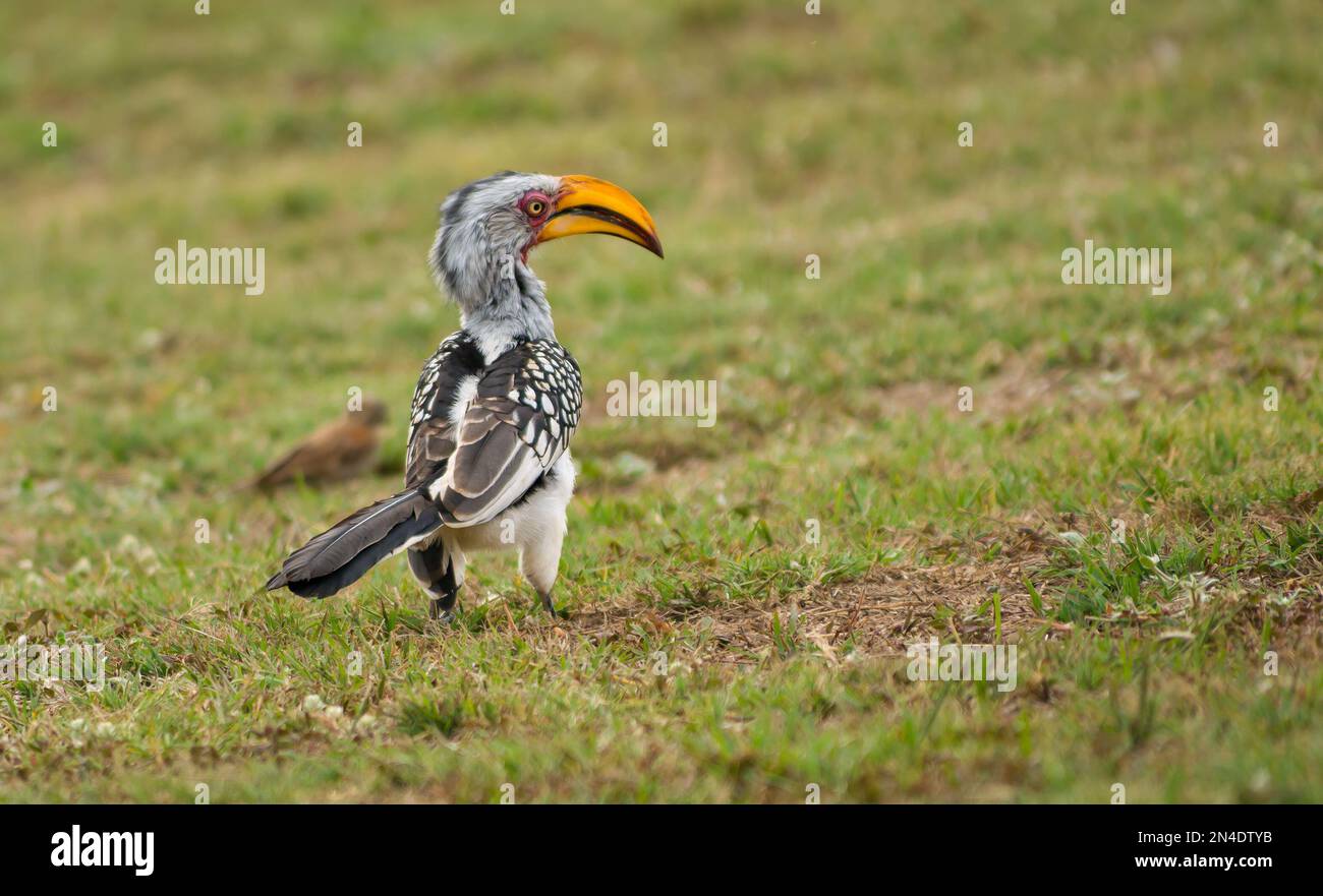 Hornbill jaune du Sud, Tockus leucomelas, Botswana, Afrique Banque D'Images