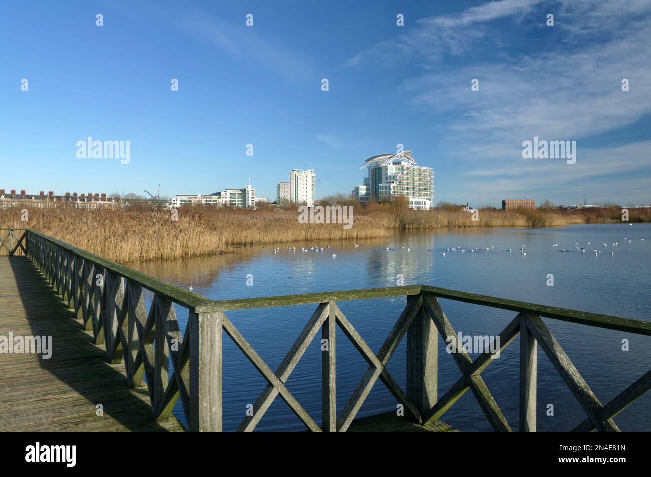 Cardiff Bay Wetlands nature Reserve, baie de Cardiff, pays de Galles du Sud, Royaume-Uni. Banque D'Images