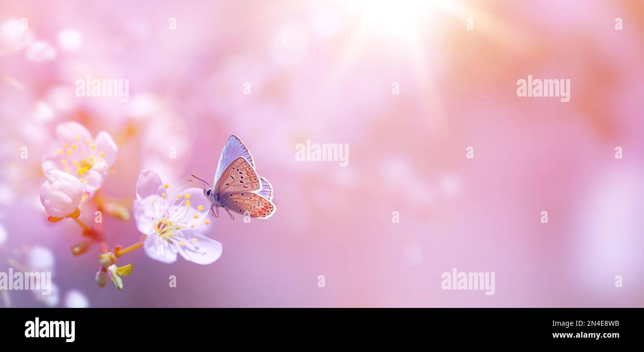 Fleurs de printemps de papillons et de cerises roses Blossom au printemps, Pâques sur le soleil naturel bannière de jardin floue arrière-plan Banque D'Images