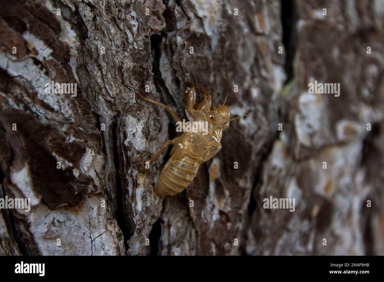 Un gros plan de la coquille d'une cicada dans un arbre Banque D'Images