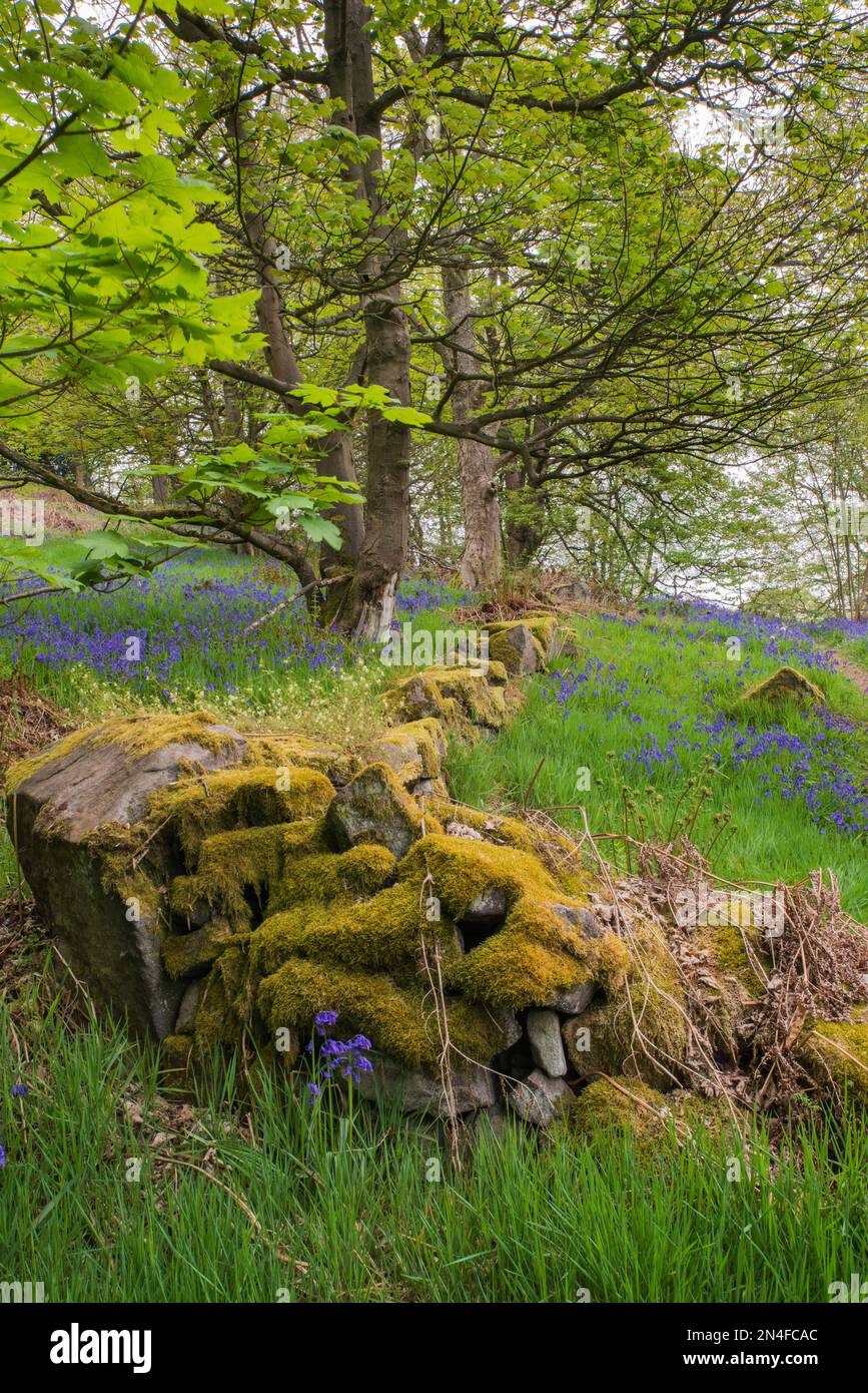 Un ancien mur en pierre sèche de mousse se rend à des cloches anglaises qui se côtoyent au bord des bois dans le Derbyshire, en Angleterre Banque D'Images