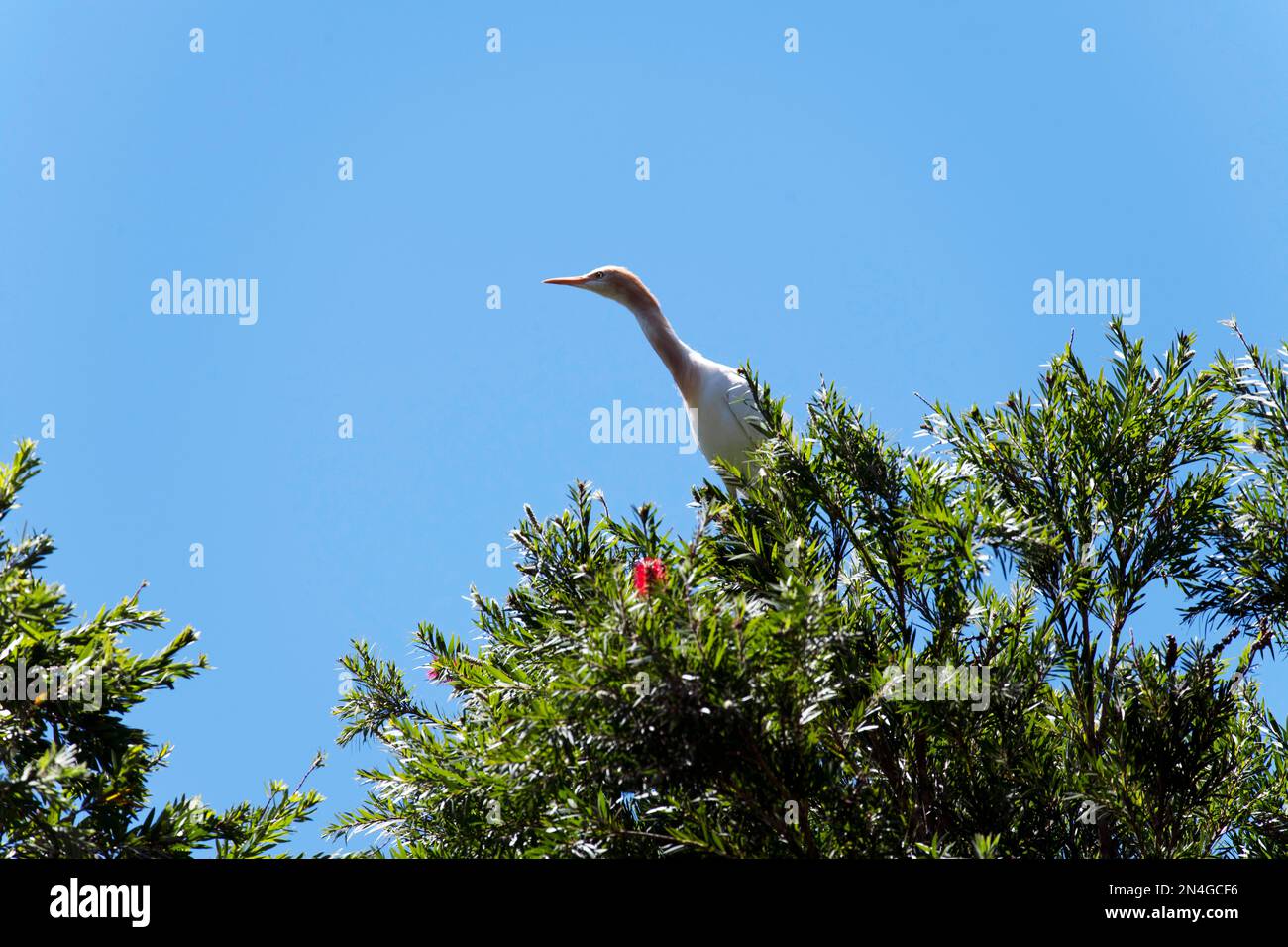 Egret de bétail (Bubulcus ibis) perçant sur la branche d'un arbre à Sydney, Nouvelle-Galles du Sud, Australie (photo de Tara Chand Malhotra) Banque D'Images