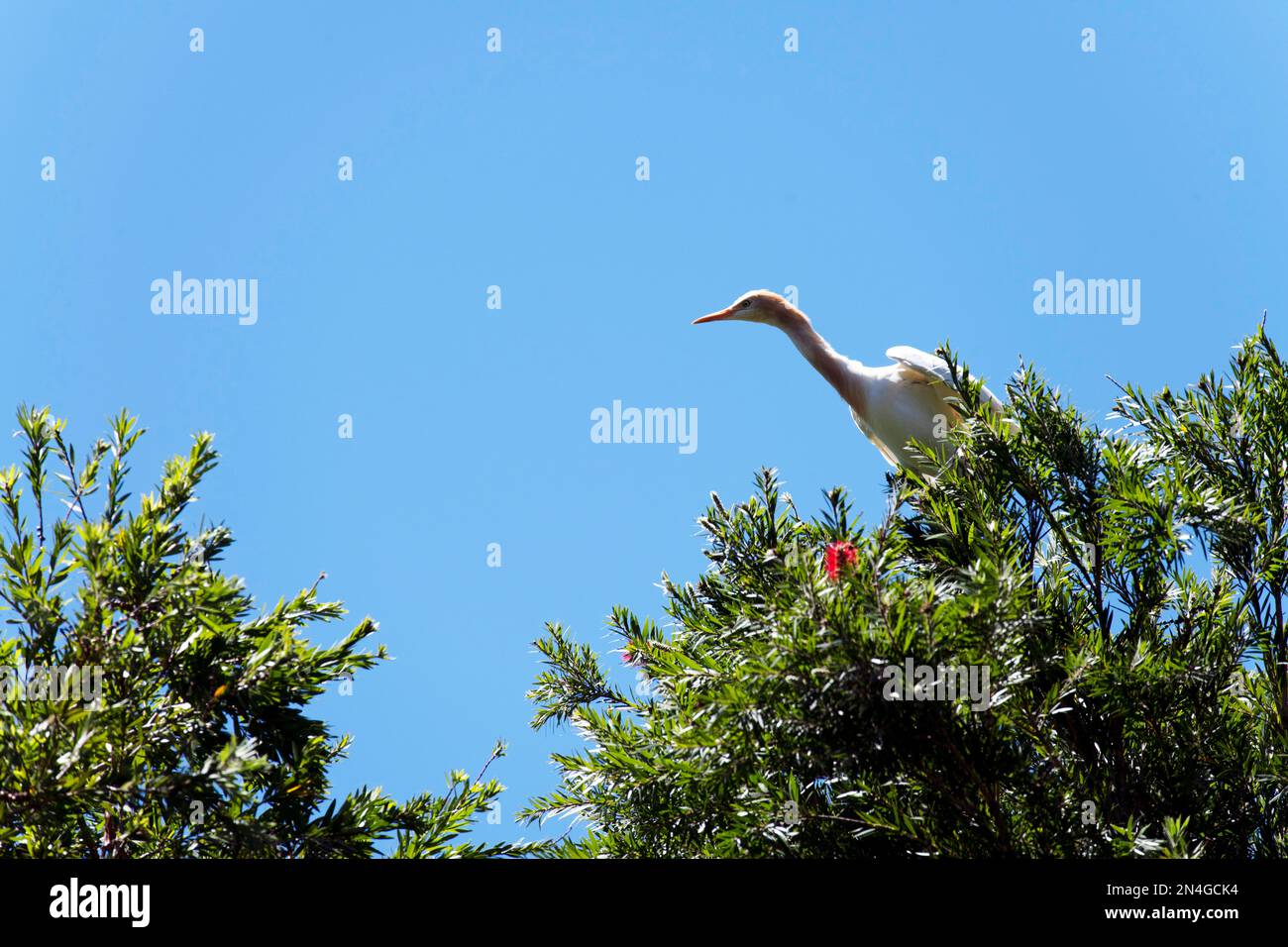 Egret de bétail (Bubulcus ibis) perçant sur la branche d'un arbre à Sydney, Nouvelle-Galles du Sud, Australie (photo de Tara Chand Malhotra) Banque D'Images