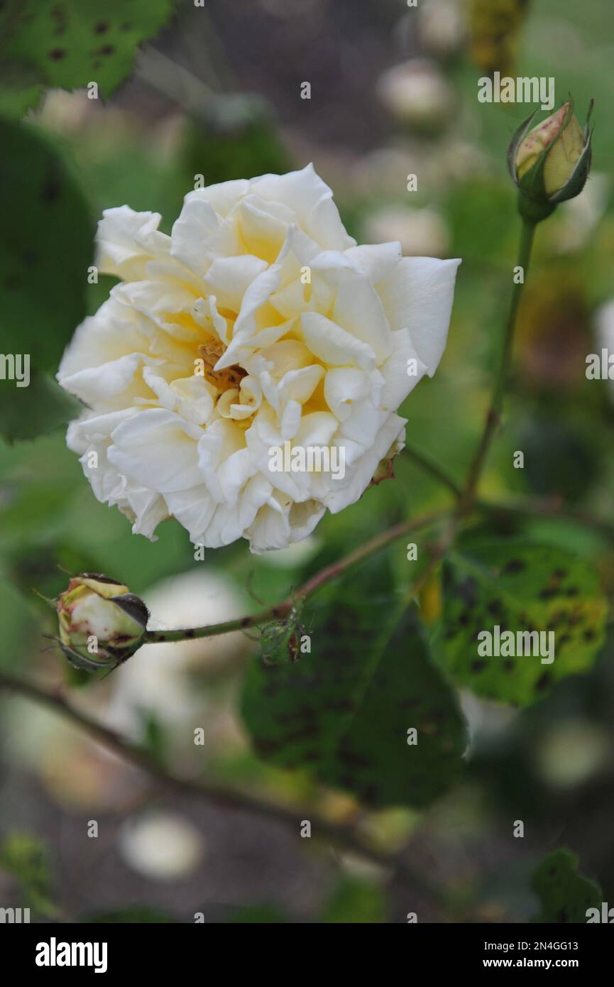 Jaune escalade hybride Wichurana rose (Rosa) Golden Rambler d'Easlea fleurit sur une pergola en bois dans un jardin en mai. Tache noire sur les feuilles Banque D'Images Jaune escalade hybride Wichurana rose (Rosa) Golden Rambler d'Easlea fleurit sur une pergola en bois dans un jardin en mai. Tache noire sur les feuilles Banque D'Images
