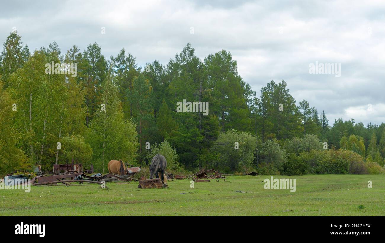 Les chevaux de la forêt mangent de l'herbe verte à côté des vieux déchets de fer dans la taïga sauvage de Yakutia. Banque D'Images