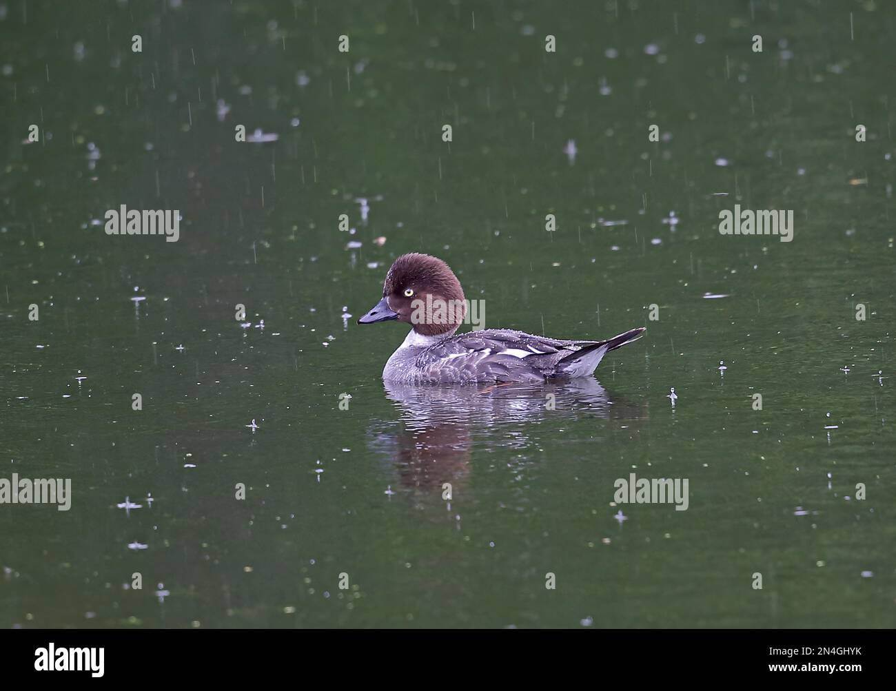 Garrodereye commun (Bucephala clangula changegula) adulte femelle sur le lac dans la pluie Estonie Juin Banque D'Images