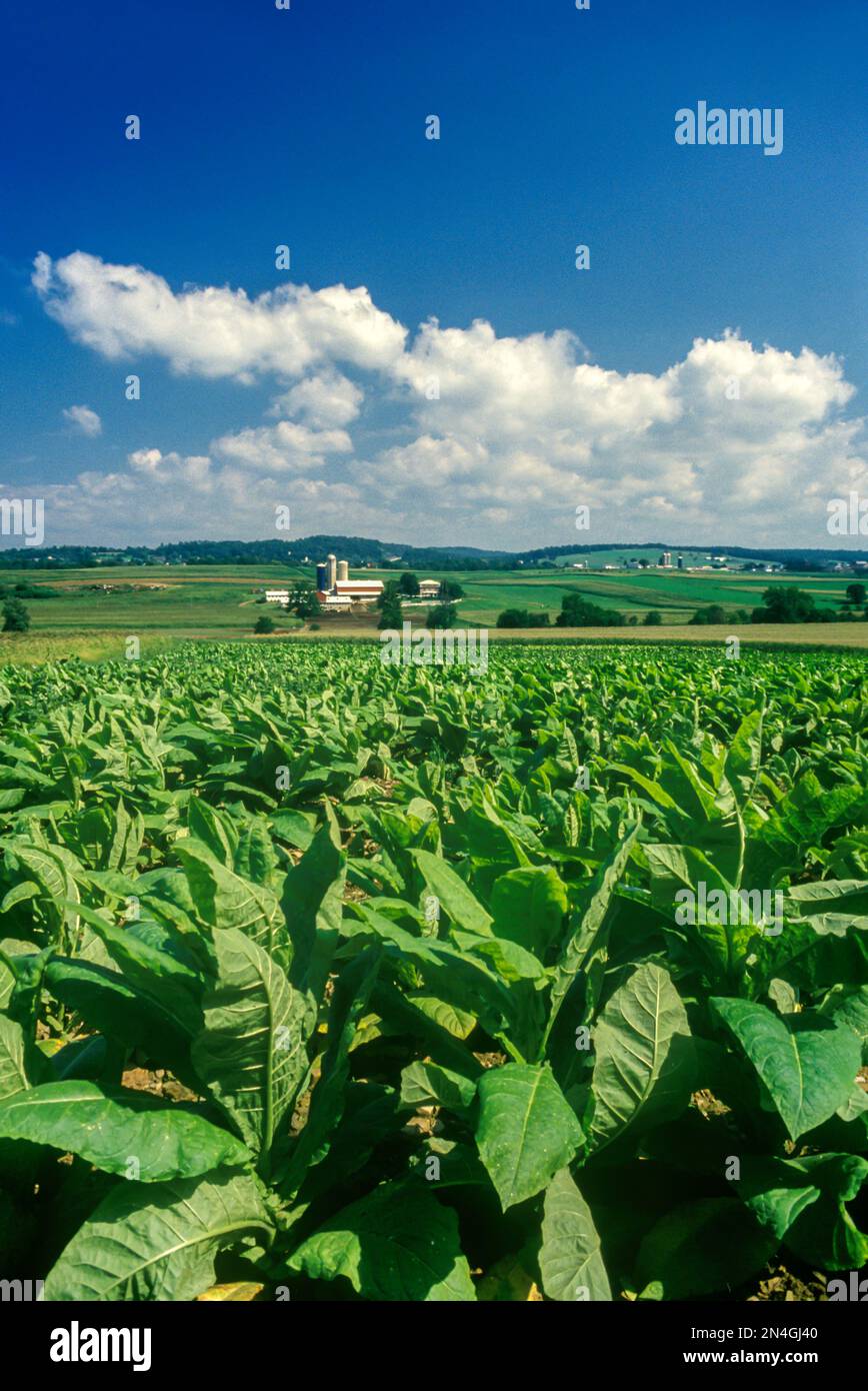 La ferme pittoresque comté de Lancaster en Pennsylvanie USA Banque D'Images