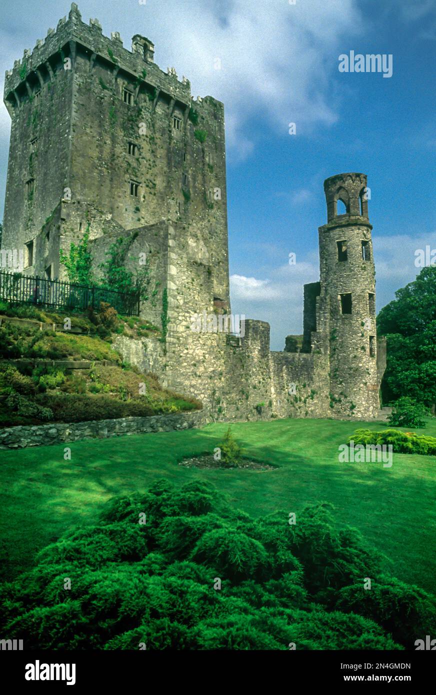 Donjon et tour des ruines du château de Blarney dans le comté de Cork BLARNEY IRLANDE Banque D'Images