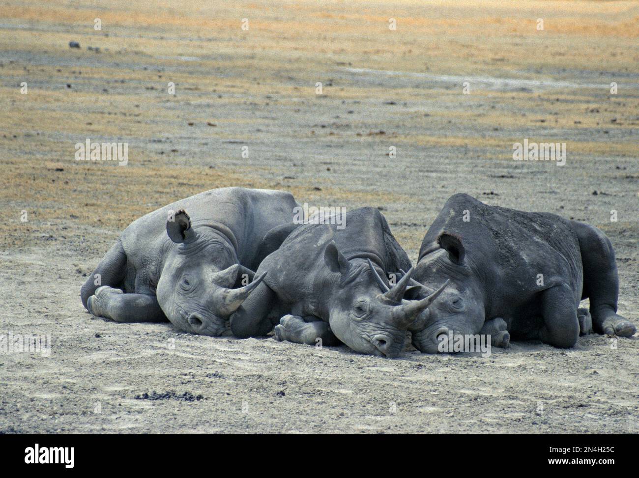 Kenya. Faune. Trois rhinocéros en sommeil. Banque D'Images