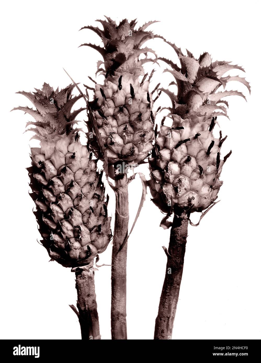 Trois tiges de Mini-ananas de Dwarf sont étroitement liées aux Bromeliads. Gros plan, sur fond blanc. Banque D'Images