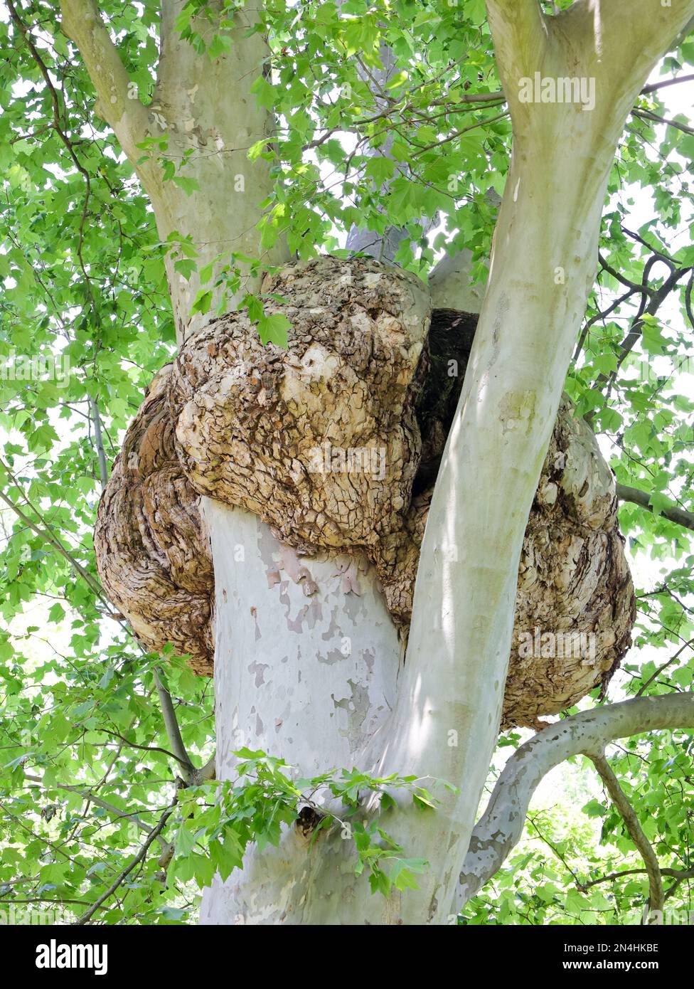 photos de la nature de l'allemagne Banque D'Images