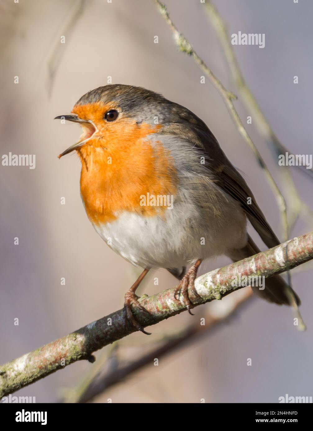 Robin (erithacus rubecula) chantant en branche. Oiseau dans la famille Turdidae, avec bec ouvert dans le profil, faisant la chanson du soir dans les bois au Royaume-Uni Banque D'Images