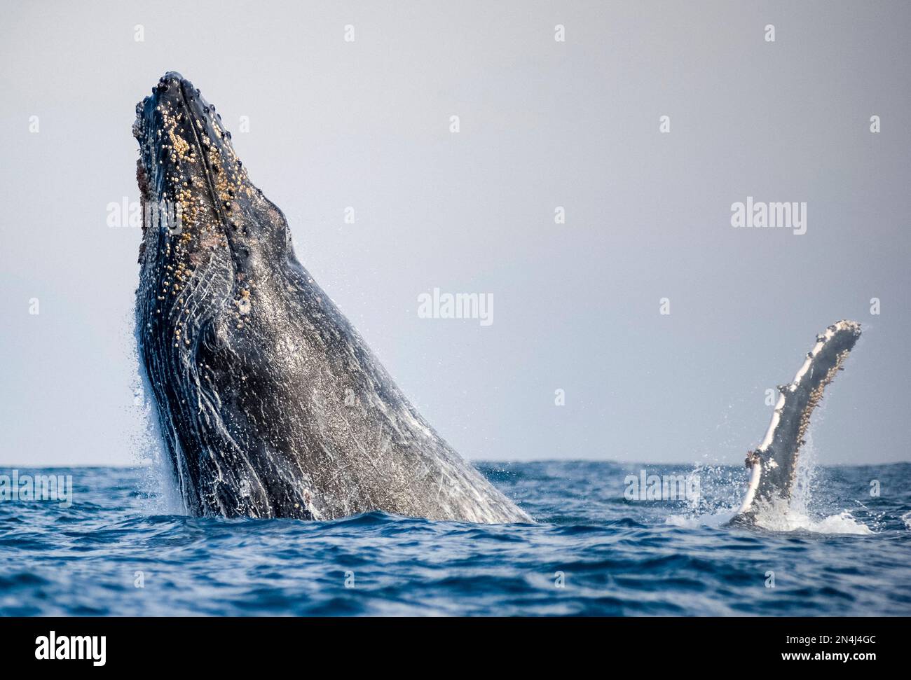 Baleine à bosse, Megaptera novaeangliae, à côté de la nageoire pectorale de la deuxième baleine, Port St Johns, Wild Coast, Eastern Cape, Transkei, Afrique du Sud, Afrique, Banque D'Images