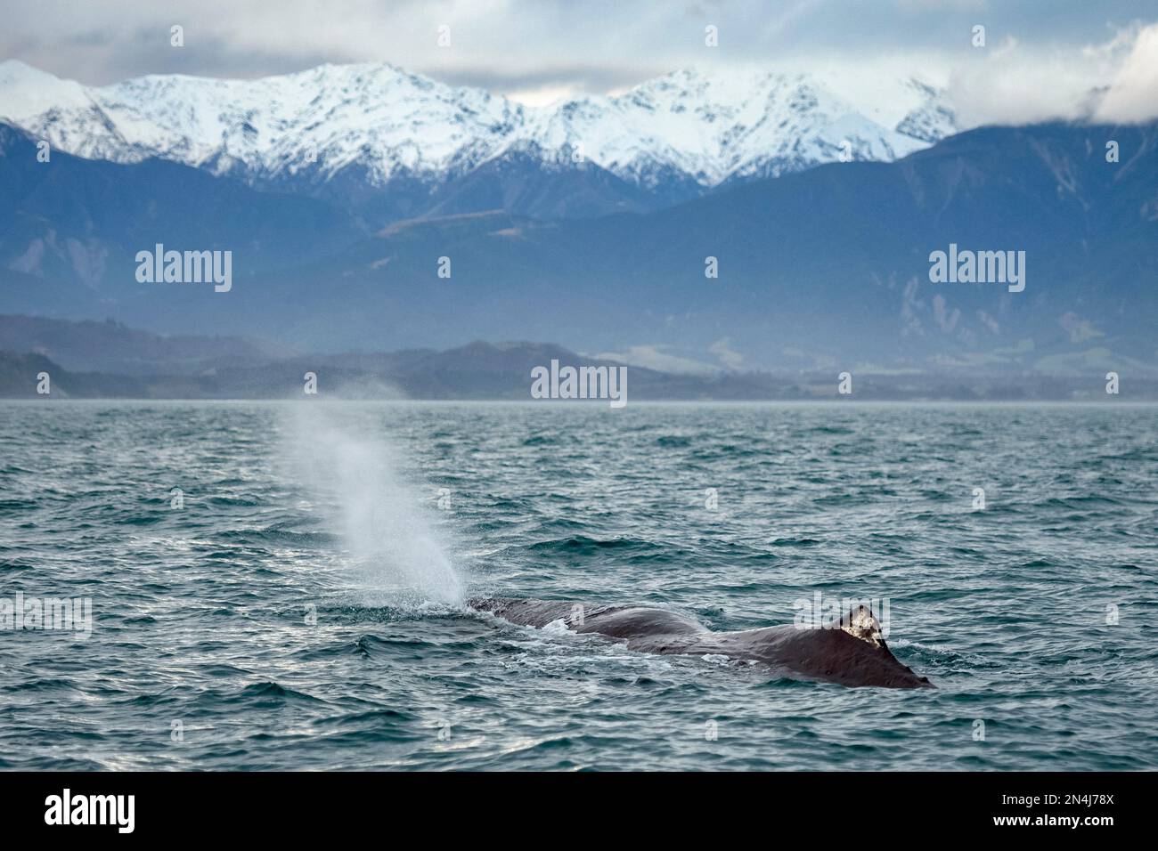 Cachalot, Physeter macrocephalus, pulvérisation avec des montagnes enneigées en arrière-plan, espèces vulnérables, Kaikoura, Canterbury, South Island, Banque D'Images